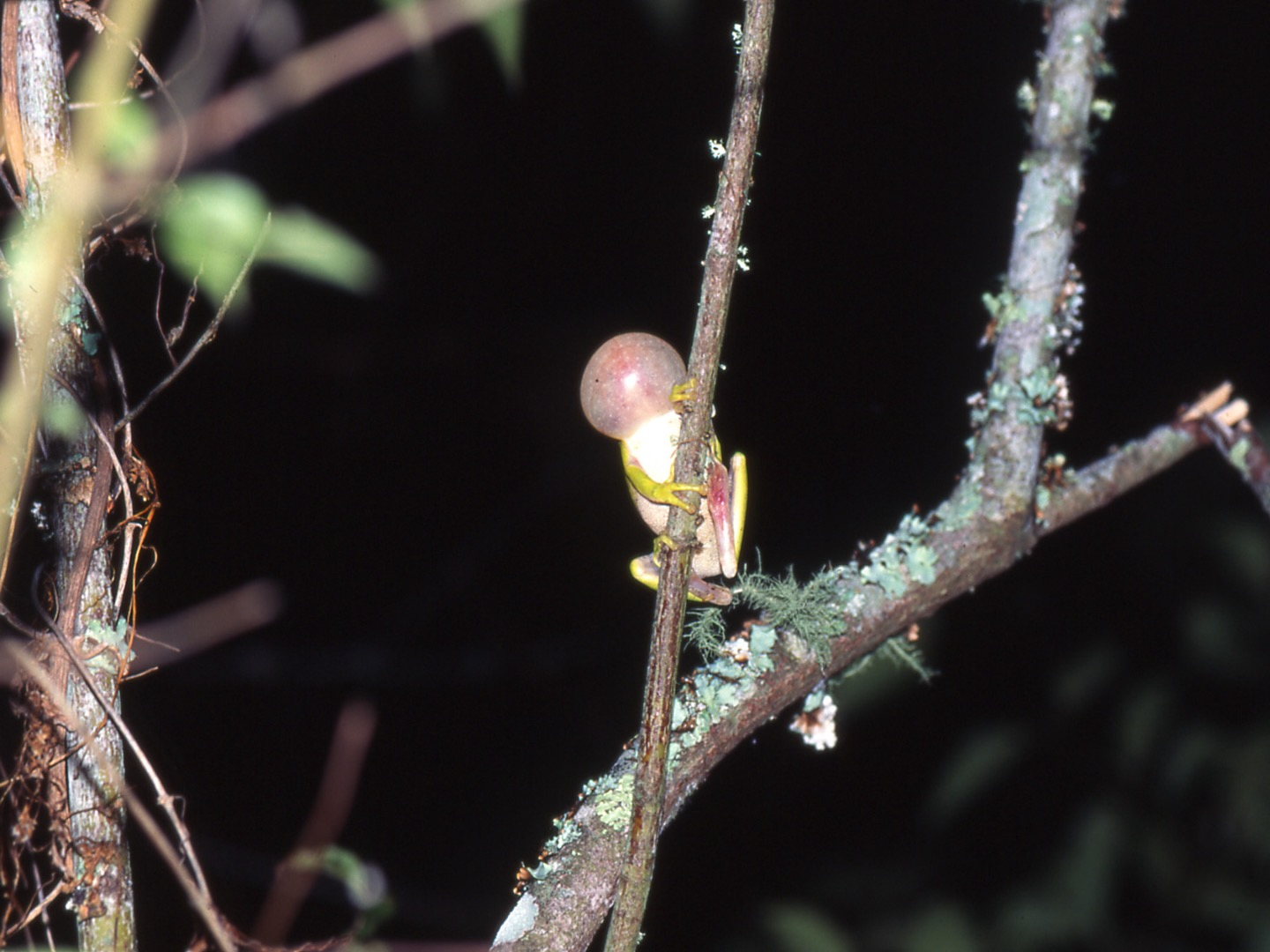 TreeFrog TK.jpeg